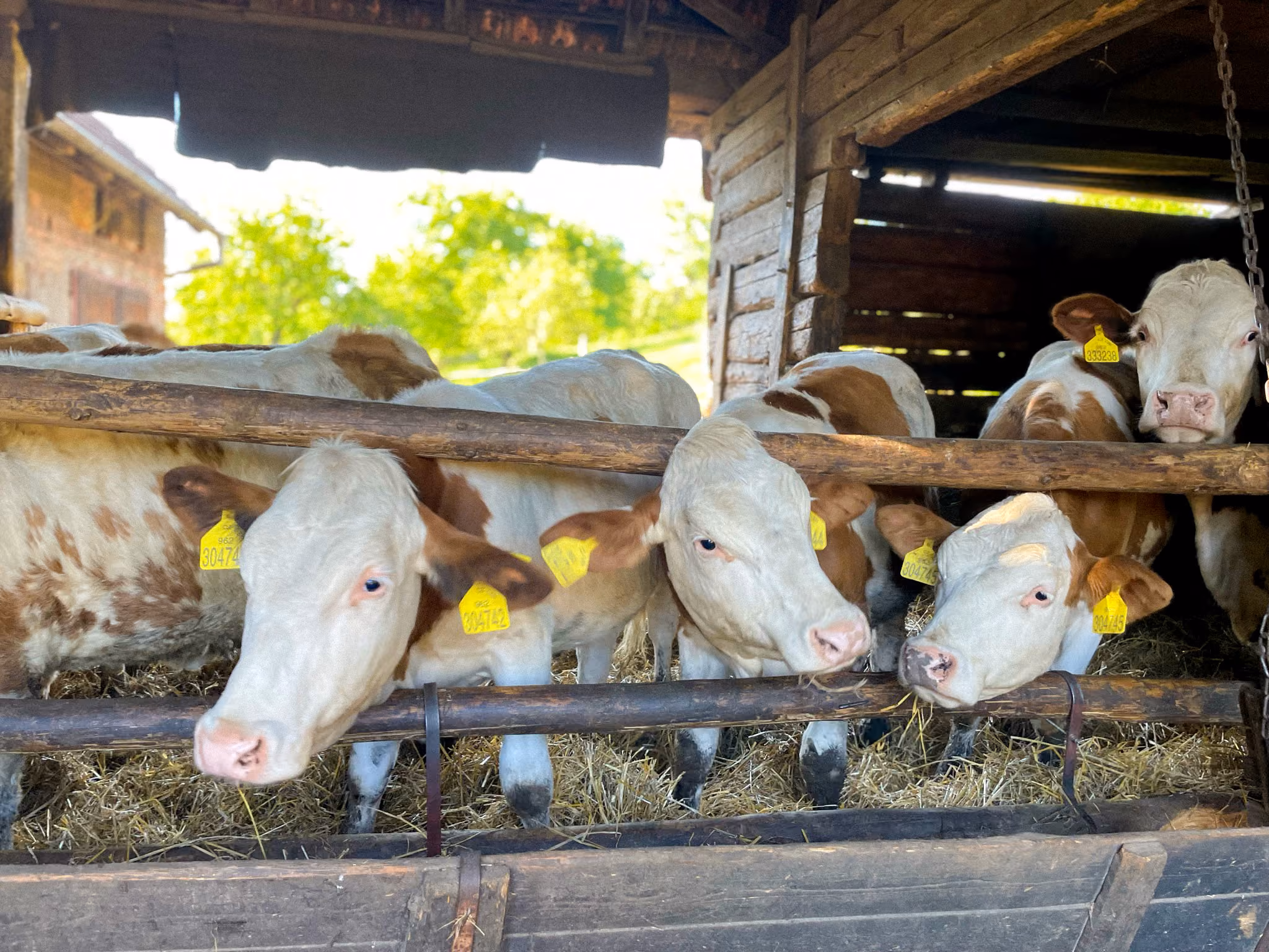 Krávy na české farmě
